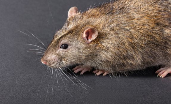 animal gray rat close-up on a black background