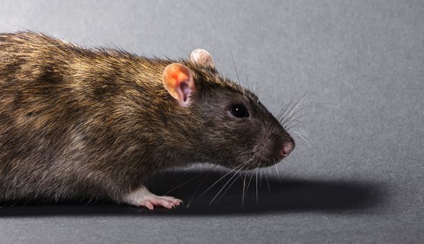 animal gray rat close-up on a black background