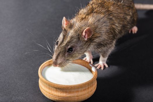 animal gray rat eating close-up on a black background