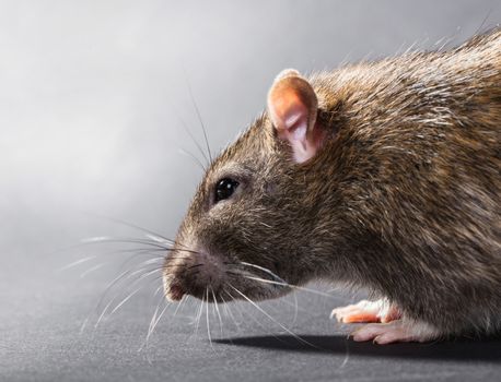 animal gray rat close-up on a black background