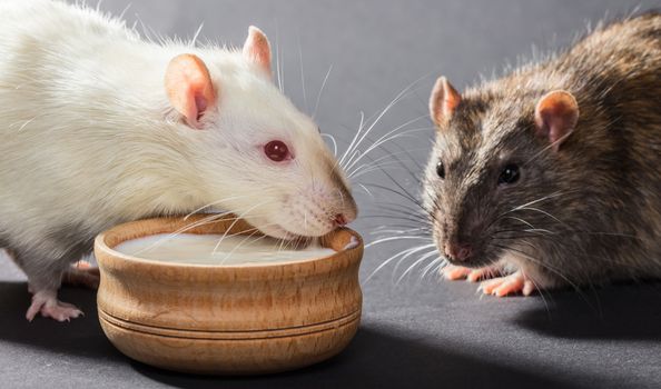 white and gray rats eat on a black background