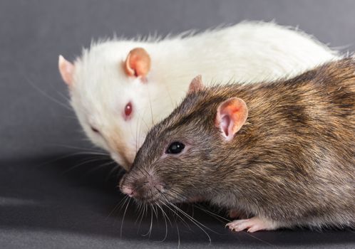 white and gray rats on a black background