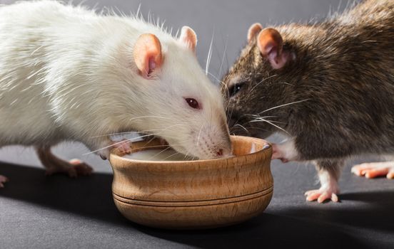 white and gray rats eat on a black background