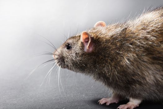 animal gray rat close-up on a black background