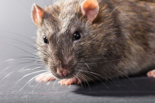 animal gray rat close-up on a black background