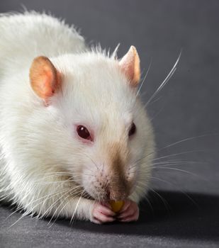 animal white rat eating on a black background