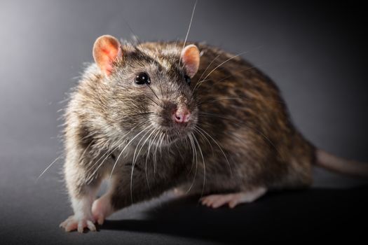 animal gray rat close-up on a black background