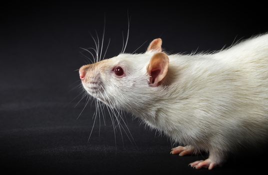 animal white rat close-up on a black background