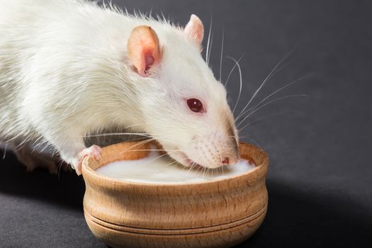 animal white rat eating on a black background