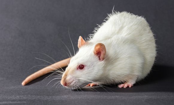 animal white rat close-up on a black background