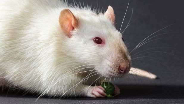 animal white rat eating on a black background