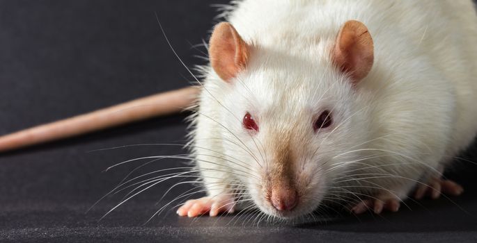 animal white rat close-up on a black background