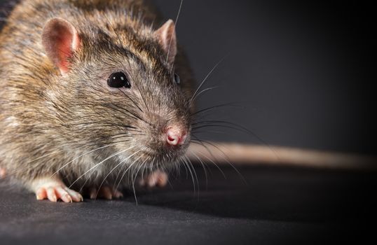 animal gray rat close-up on a black background