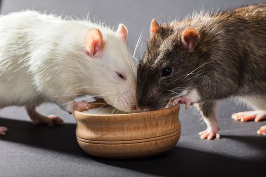 white and gray rats eat on a black background