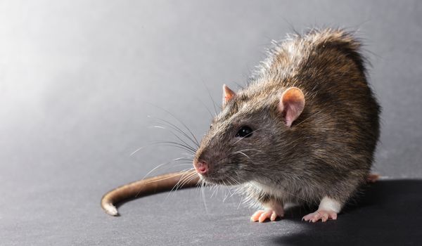 animal gray rat close-up on a black background