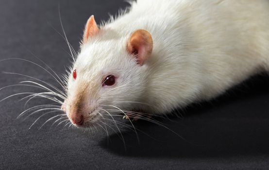 animal white rat close-up on a black background