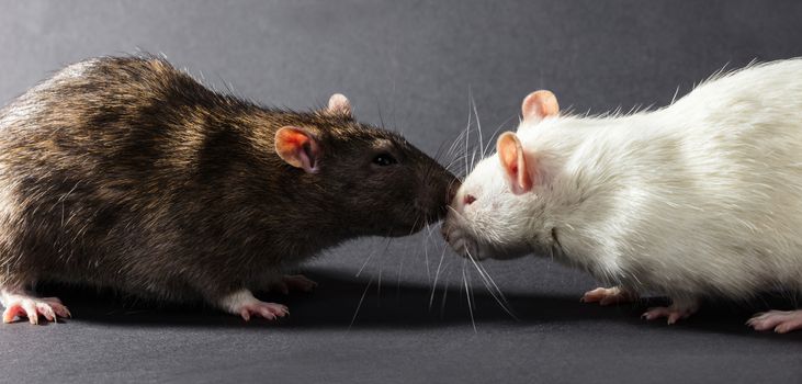 white and gray rats