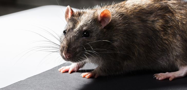 animal gray rat portrait close-up, sitting looking