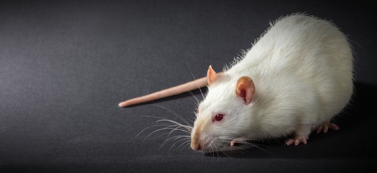 animal white rat close-up on a black background