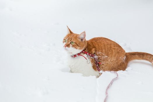 Cut red-white cat playing on white snow surface. Beautiful winter frozen day.