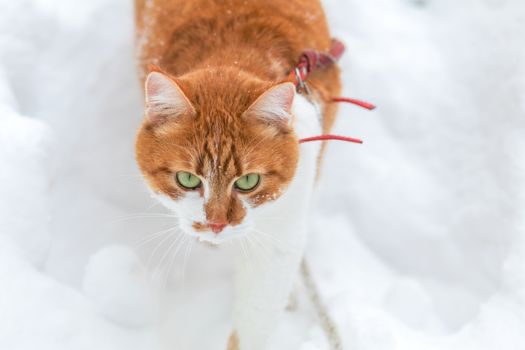 Cut red-white cat playing on white snow surface. Beautiful winter frozen day.