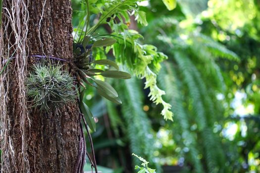 fern garden, fern on tree