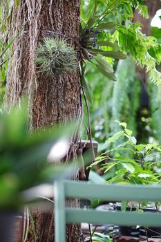 fern garden, fern on tree