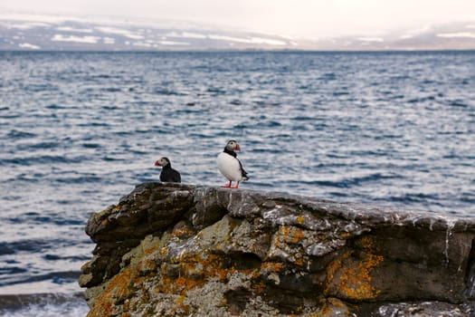 Puffins on a rock in Vigur island, Iceland