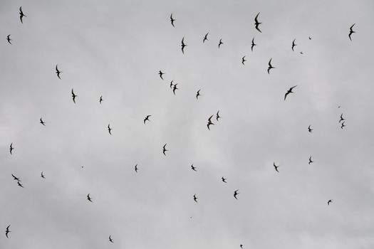 Flock of birds in Vigur island in a cloudy day, Iceland