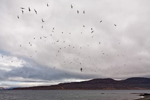 Flock of birds in Vigur island in a cloudy day, Iceland