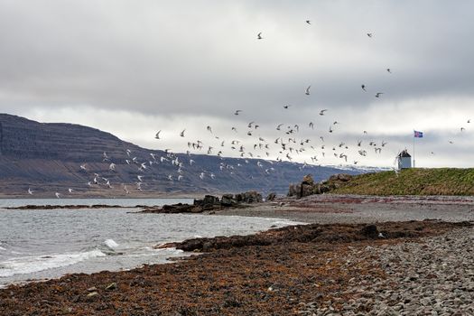 Flock of birds in Vigur island in a cloudy day, Iceland