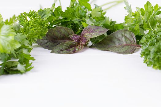 Fresh herbs frame : parsley, dill, celery, thyme, marjoram lovage tarragon sage place for text