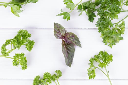Fresh spices and herbs isolated on white background. Dill parsley basil thyme tarragon. Top view