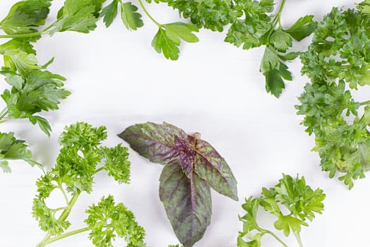 Fresh spices and herbs isolated on white background. Dill parsley basil thyme tarragon. Top view