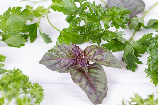 Fresh spices and herbs isolated on white background. Dill parsley basil thyme tarragon. Top view