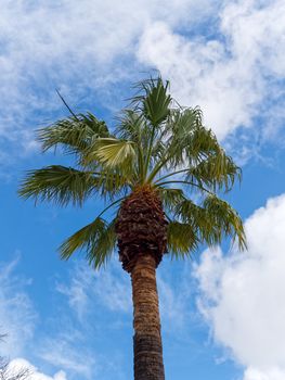 Palm Tree growing in Tavira Portugal