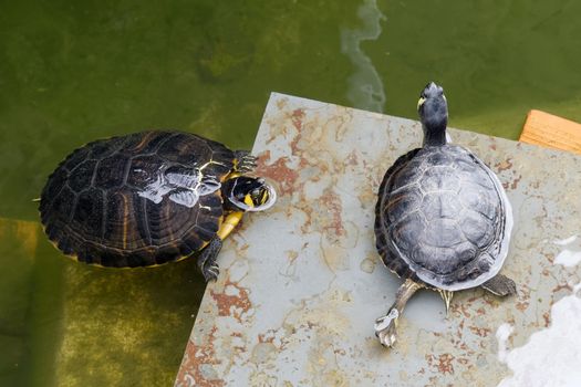 Terrapins in the Moat Around the Bandstand in Tavira Portugal