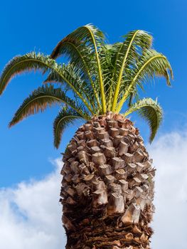 Palm Tree Growing in Lagos Portugal