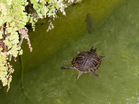 Terrapin in the Moat Around the Bandstand in Tavira Portugal