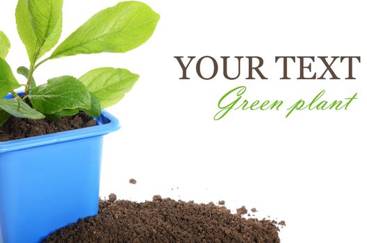 Green plant in a flower pot isolated