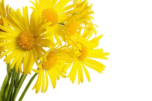 Yellow chamomile isolated on a white background