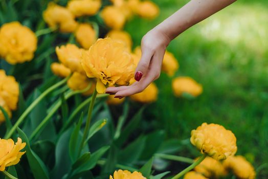 Female hand touching tulip in garden