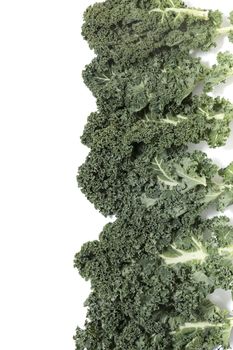 Curly leaf kale isolated on a white background.