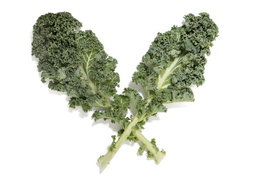 Curly leaf kale isolated on a white background.