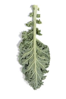 Curly leaf kale isolated on a white background.