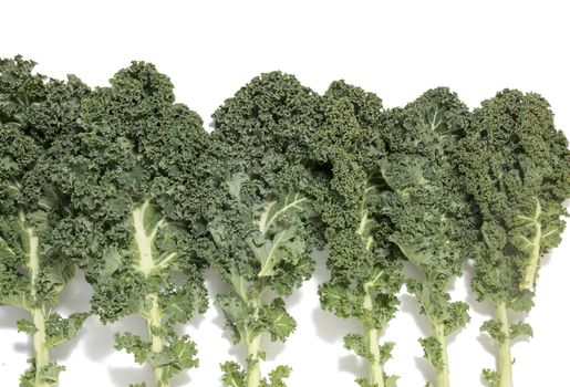 Curly leaf kale isolated on a white background.