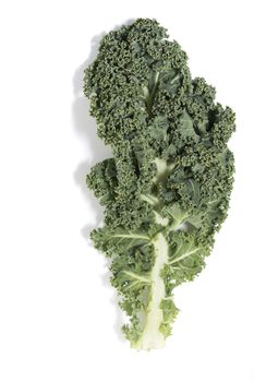 Curly leaf kale isolated on a white background.