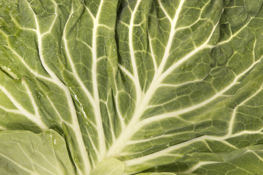 Green cabbage leaf closeup on the veigns.