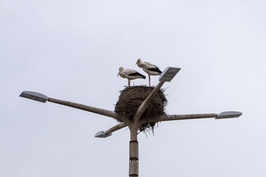 Stork nest with two birds in top of street lights.