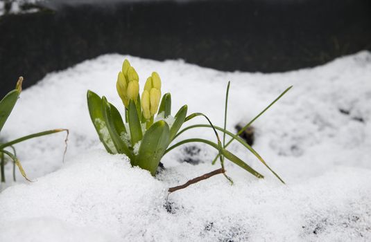 Hellevoetsluis,Holland, 16-03-2018, Im march wehn we expect almost spring the snow is back with the the hyacinth bulbs are already above the ground